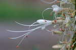 Bottlebrush buckeye